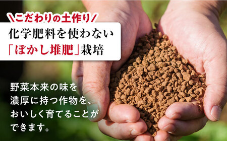 【訳あり】ミスズアグリの西海産 トマト 約3kg ＜株式会社ミスズアグリ西海＞ [CFN003]