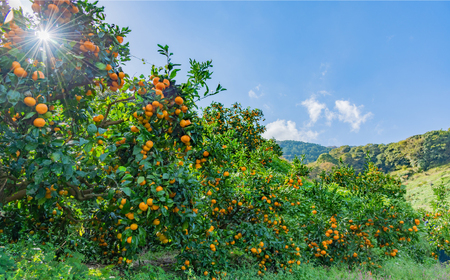 【高島屋選定品】【九州屋】【先行予約】味ロマン5kg（S～Mサイズ）＜高島屋＞ [CFQ058] みかん