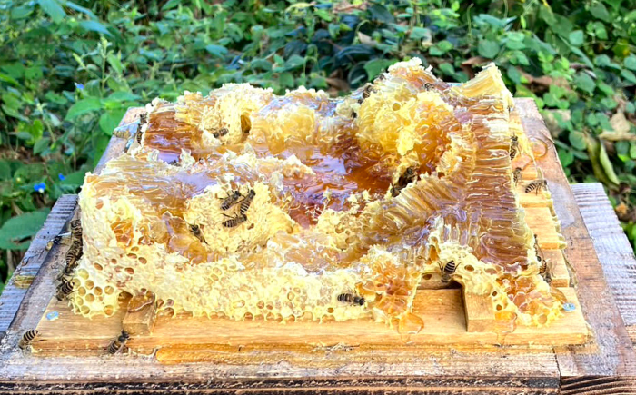 【希少な日本ミツバチ】 国産 蜂蜜 約1.2kg（約600g×2瓶） ～西海からの贈り物～＜おばま養蜂農園＞ [CFY004]  長崎 西海 蜂蜜 はちみつ ハチミツ 蜂蜜 はちみつ ハチミツ 国産蜂蜜 贈答 ギフト