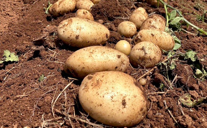 勝田農園の満々じゃがいも にしゆたか 約10kg（M～Lサイズ混合）＜勝田農園＞ [CGM002]
