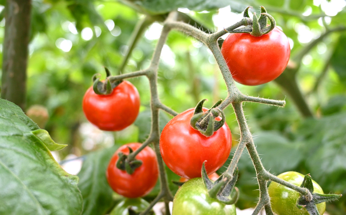 【11月上旬より順次発送】 ミニ トマト 計2kg（小分け12パック）＜ファゼンダ坂本＞ [CGP002]