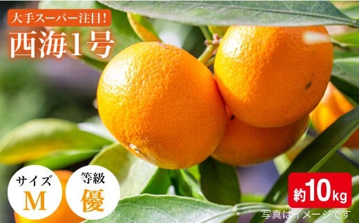 【訳あり】西海1号 温州 みかん 約10kg（優品/Mサイズ）＜西海柑橘農業協同組合＞[CCF001]