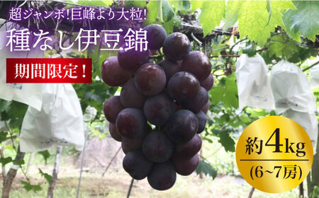 渡辺さんのこだわり種なし「伊豆錦」４kg（6～7房）＜渡辺 邦男＞[CCL007]