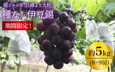 【巨峰より大粒！】渡辺さんのこだわり種なし伊豆錦５kg（8～9房）＜渡辺 邦男＞[CCL008]