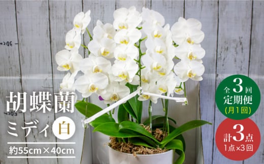 【3回定期便】【贈答用にも】胡蝶蘭 ミディ 白 ＜花工房るふらん＞ [CCR038]