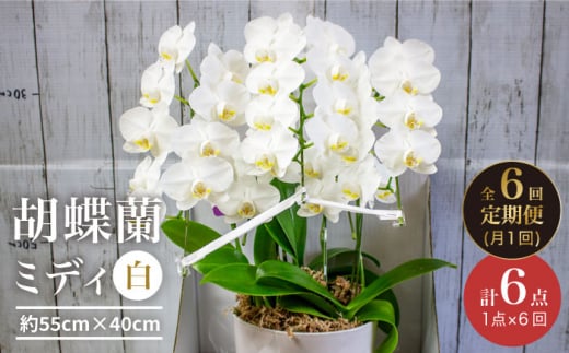 【6回定期便】【贈答用にも】胡蝶蘭 ミディ 白 ＜花工房るふらん＞ [CCR039]