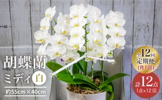 【12回定期便】【贈答用にも】胡蝶蘭 ミディ 白 ＜花工房るふらん＞ [CCR040]