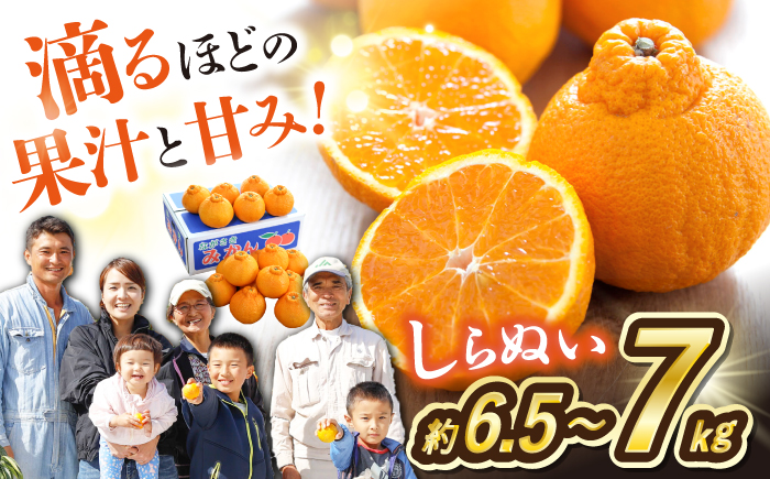 【3月より順次発送】【春柑橘】不知火（しらぬい）約6.5～7kg＜川添みかん園＞ [CCT010] みかん