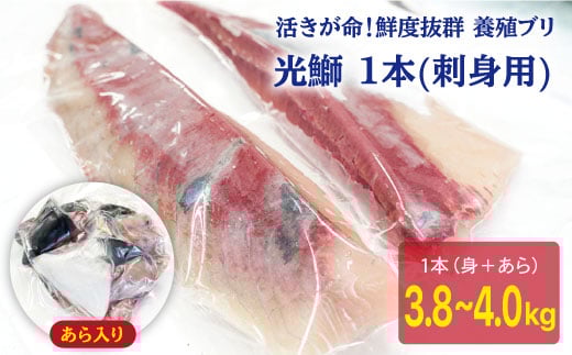 ※配達日時指定必須※【呼子ノ瀬戸名物】養殖ブリ「光鰤」1本（刺身用）3.8～4.0kg＜小山水産＞ [CDZ002]