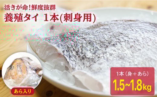 ※配達日時指定必須※【まぁ、キレイなサクラ色！】養殖タイ 1.5～1.8kg＜小山水産＞ [CDZ003]