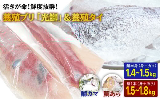 ※配達日時指定必須※呼子ノ瀬戸名物の養殖ブリ「光鰤」とキレイなサクラ色の養殖タイ＜小山水産＞ [CDZ004]