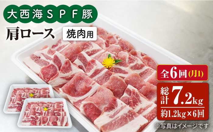 【6回定期便】大西海SPF豚 肩ロース（焼肉用）計1.2kg 訳あり ＜大西海ファーム＞ [CEK091] 豚肉