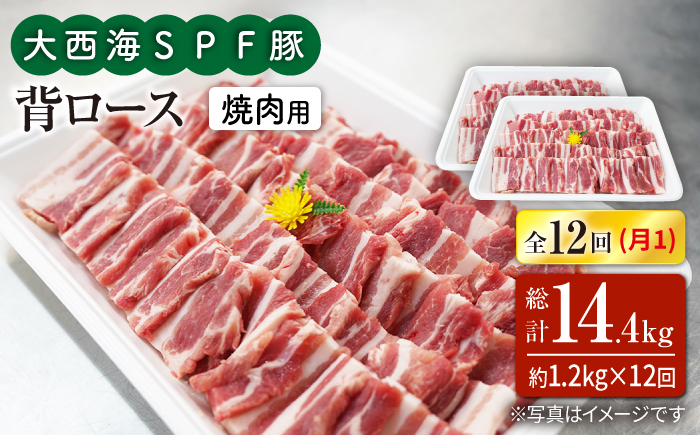 【12回定期便】大西海SPF豚 背ロース（焼肉用）計1.2kg 訳あり ＜大西海ファーム＞ [CEK128] 豚肉