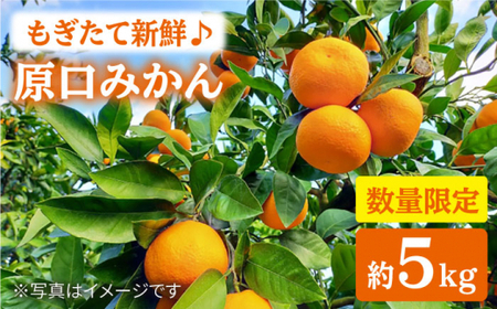 【数量限定】【もぎたて新鮮】原口みかん 約5kg＜中尾果樹園＞ [CEL001]