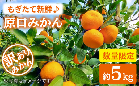 【数量限定】【訳あり】原口みかん 約5kg＜中尾果樹園＞ [CEL007]