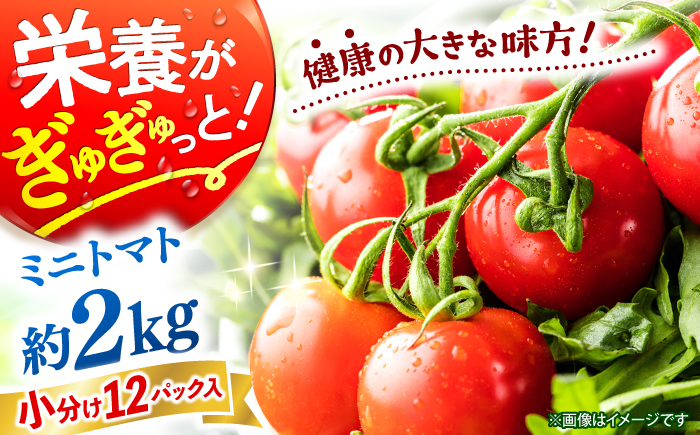 【11月上旬より順次発送】 ミニ トマト 計2kg（小分け12パック）＜ファゼンダ坂本＞ [CGP002]