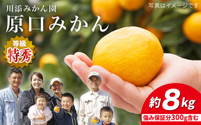[11月下旬より配送][特秀]原口みかん 約8kg(傷み保証分300g含む)[川添みかん園] [CCT004] みかん ミカン 柑橘 西海みかん 西海 贈答 ギフト 贈り物