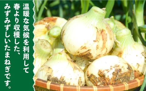 【2026年3月～発送】たまねぎ 10kg / 南島原市 / 島原雲仙農業協同組合 南部基幹営農センター [SAB002]