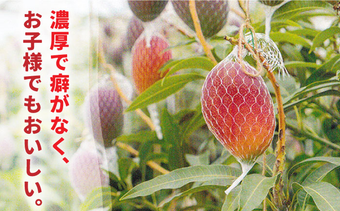 【2026年7月～発送】南島原産 完熟マンゴー 3kg / フルーツ 果物 完熟 期間限定 / 南島原市 / 松川農園 [SAX003]