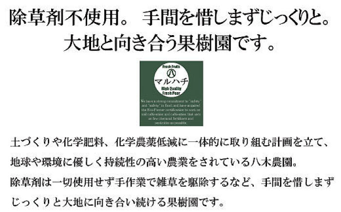 【2026年9月中旬～発送】【シャリッとおいしい！】新高梨 約3.4kg /  南島原市 / ふるさと企画 [SBA030]