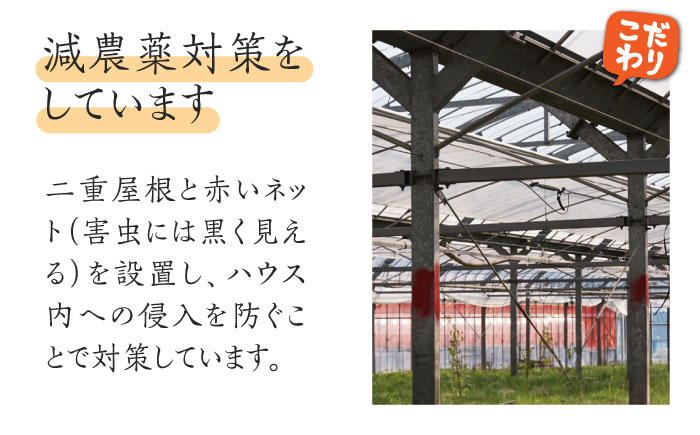 【数量限定】【幻の金色羅皇】大玉スイカ ラオウ 1玉 5kg以上 / フルーツ 果物 / 南島原市 / ふるさと企画 [SBA071]