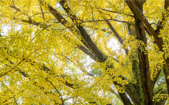 【においが残らずお手軽】イチョウ まな板 （長女） / 南島原市 / 森永材木店 [SBK006]