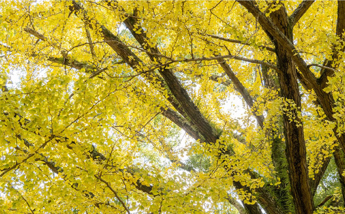 【水切りに便利な壁掛け穴】イチョウ まな板 （甥） / 南島原市 / 森永材木店 [SBK010]