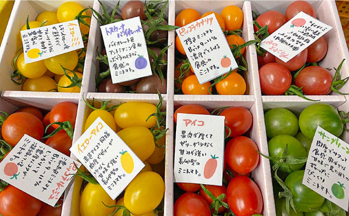 【2026年1月中旬～発送】カラフル ミニトマト 彩８（いろは） 約8種類 合計約1.8kg / 夏野菜 野菜 旬 食べ比べ / 産地直送 安心 安全 彩り / 南島原市 / 植木農園 [SBL001]