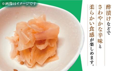 【2026年8月～発送】 新生姜 約2kg / ショウガ しょうが 生姜 / 南島原市 / ふくはちファーム [SBS016]