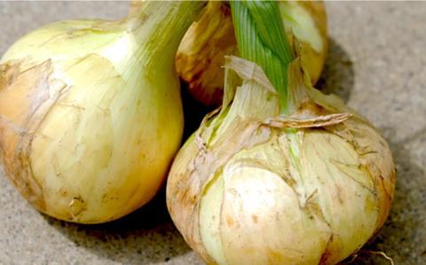 【2026年3月中旬～発送】【柔らかくて甘い！】塩 玉ねぎ 約5kg（小玉） / 南島原市 / 長崎県農産品流通合同会社 [SCB054]