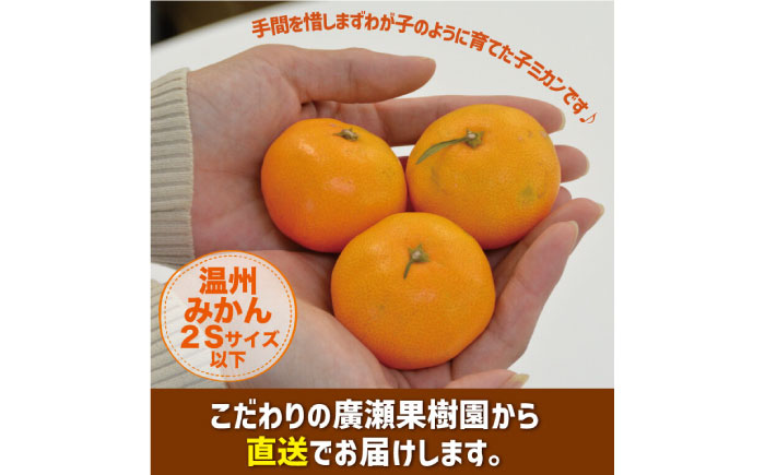 【2026年10月下旬～発送】【甘味が凝縮！】 濃厚 小玉みかん 5kg 温州みかん  2Sサイズ以下 / みかん 小玉 フルーツ 果物 くだもの 柑橘 蜜柑 ミカン / 南島原市 / 長崎県農産品流通合同会社 [SCB058]