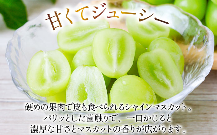 【2026年8月下旬～発送】シャインマスカット 約2kg（約2～5房）/ マスカット ますかっと ぶどう 葡萄 ブドウ フルーツ 果物 / 南島原市 / 長崎県農産品流通合同会社 [SCB076]