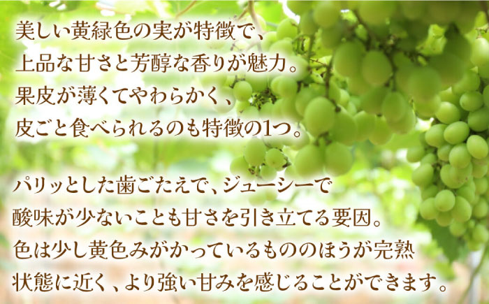【2026年8月中旬～発送】【数量限定】シャインマスカット 2kg（3房～5房）/ マスカット ますかっと ぶどう 葡萄 ブドウ フルーツ 果物 / 南島原市 / 長崎県農産品流通合同会社 [SCB084]