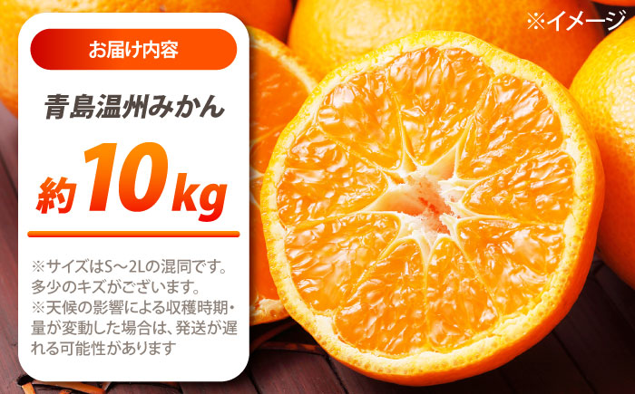 【2027年1月～発送】青島 温州みかん 10kg / みかん ミカン 蜜柑 甘い フルーツ 果物 / 南島原市 / 蜜柑屋まつお [SCQ003]