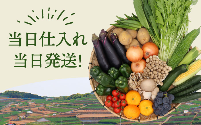 【6回定期便】【奇数月コース】豪華！野菜 セット 15品目以上 / 定期便 野菜 やさい 春野菜 夏野菜 秋野菜 冬野菜 旬 / 南島原市 / 吉岡青果 [SCZ002]
