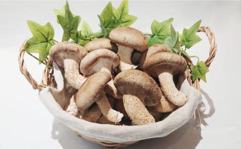 【12回定期便】きのこ定期便 厳選セット 4品目「12回（毎月）」お届け  特選 詰め合わせ / 南島原市 / 吉岡青果 [SCZ015]