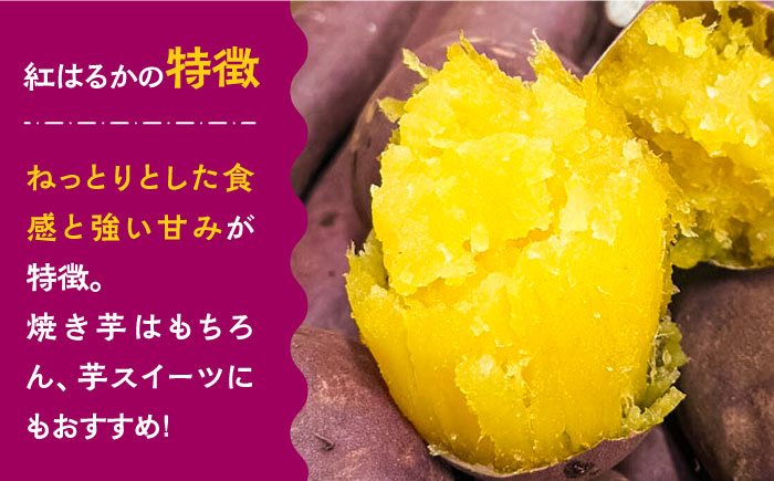【数量限定】【ねっとり甘い熟成サツマイモ】冷凍焼き芋（紅はるか） 20本(S～M) / 小分け 個包装 / 南島原市 / 池田海陸物産 [SEW001]