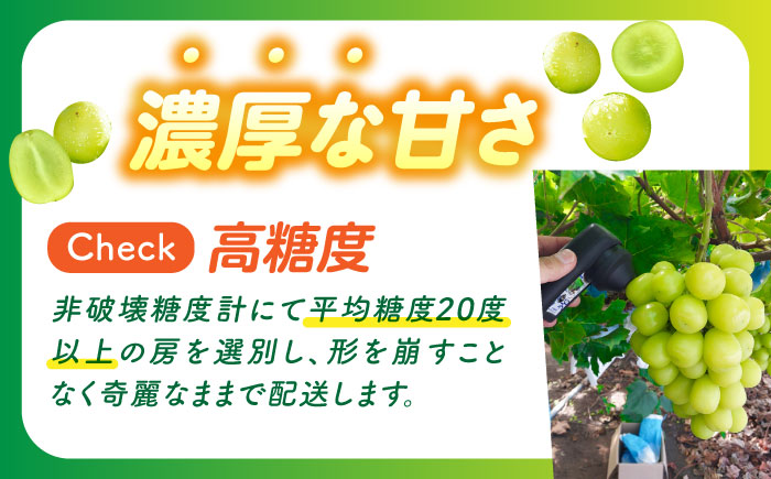 【2026年9月中旬～発送】【数量限定】【口の中であふれる果汁】大粒 シャインマスカット 2房 1.3kg以上 / ぶどう ブドウ フルーツ 果物 / 南島原市 / 川田果樹園 [SFN001]