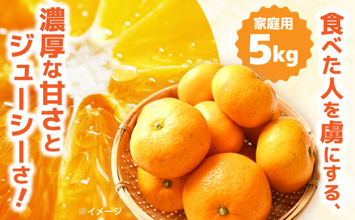 【2025年12月中旬～発送】【訳あり】家庭用 南高みかん 5kg / みかん ミカン 蜜柑 果物 フルーツ / 南島原市 / 南高果樹農業協同組合 [SGI001]