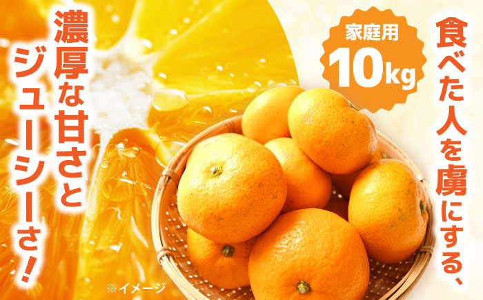 【2025年12月中旬～発送】【訳あり】家庭用 南高みかん 10kg / みかん ミカン 蜜柑 果物 フルーツ / 南島原市 / 南高果樹農業協同組合 [SGI002]