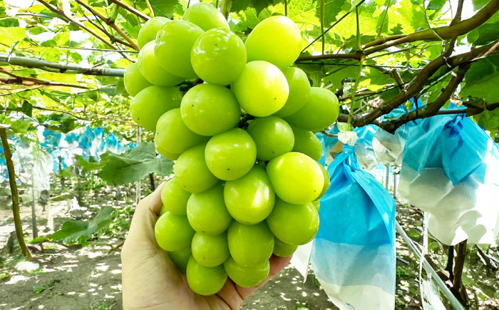 【2026年7月末～発送】シャインマスカット 約2kg（3房）/ シャインマスカット しゃいんますかっと ぶどう ブドウ / 南島原市 / ガマダスぶどう園 [SGL001]