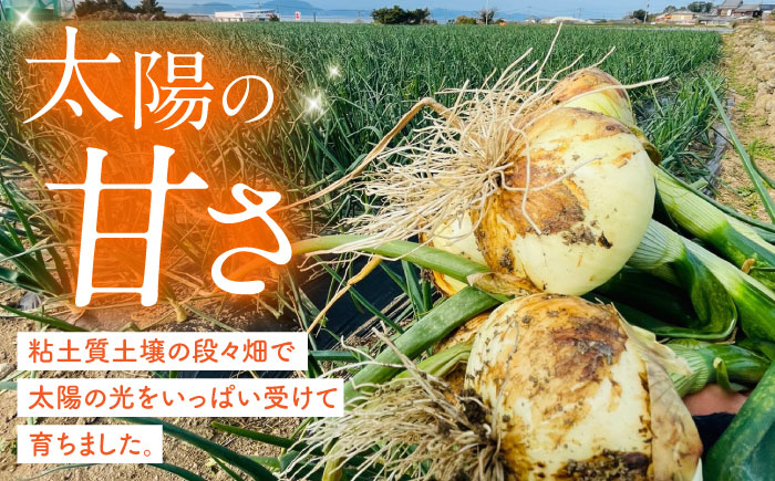 たまねぎ 5kg / タマネギ 玉葱 玉ねぎ 野菜 やさい カレー シチュー バーベキュー スープ サラダ / 南島原市 / 城谷農園 [SGV001]