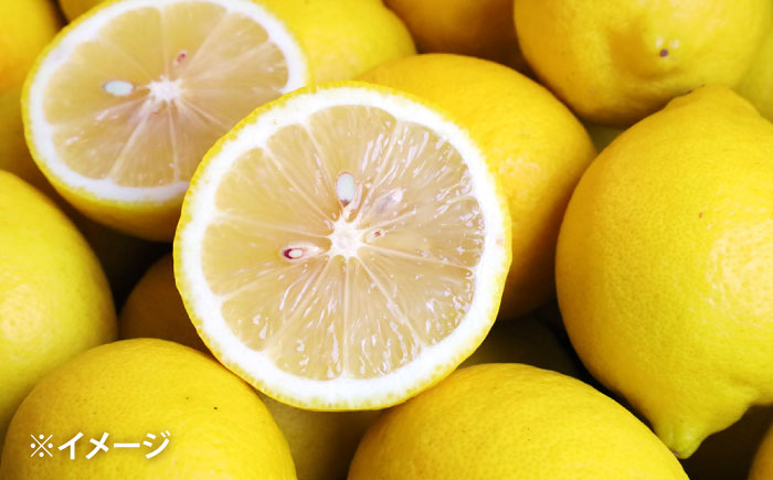 レモン 5kg 国産 希少 / れもん 檸檬 柑橘 フルーツ ふるーつ 果物 くだもの / 南島原市 / 城谷農園 [SGV002]