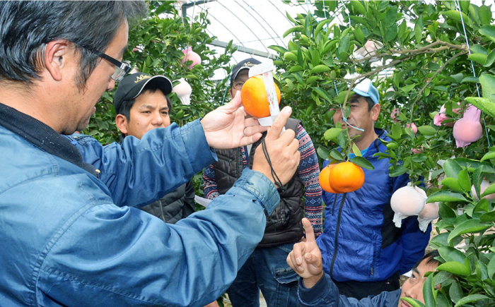 【2026年2月～発送】期間限定！せとか 2kg / みかん / 南島原市 / JA島原雲仙東南部基幹センター[SAC002]