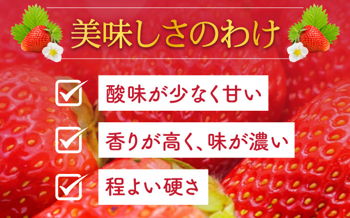 【2026年1月～発送】 いちご 恋みのり 250g × 4パック / 果物 フルーツ / 南島原市 / JA島原雲仙東南部基幹センター[SAC007]