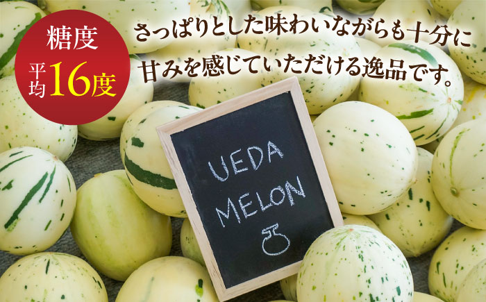 【2026年3月下旬～発送】しらかばメロン 5玉～8玉 約5kg / メロン めろん 果物 フルーツ / 南島原市 / うえだメロン園 [SAD009]