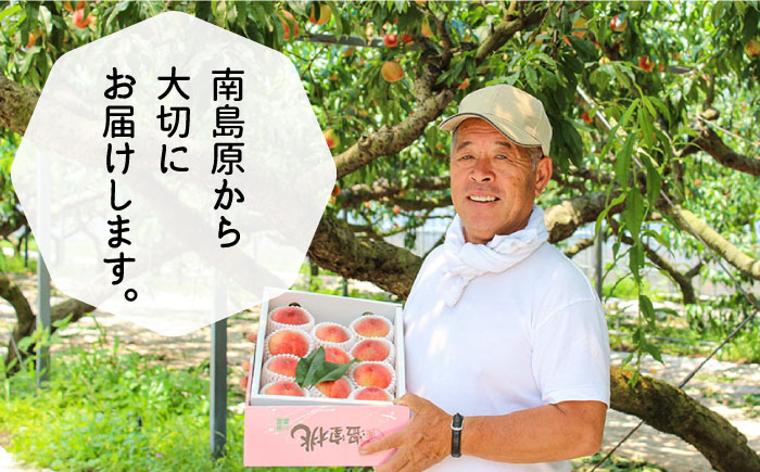 【2026年6月?発送】どちらが届くかはお楽しみ！温室桃 約1kg / 日川白鳳 or ももか / フルーツ 果物 / 南島原市 / 川田農園 [SAP002]