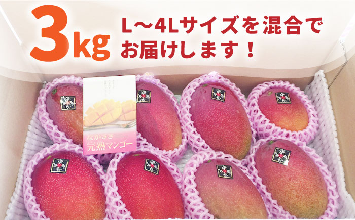 【2026年7月～発送】南島原産 完熟マンゴー 3kg / フルーツ 果物 完熟 期間限定 / 南島原市 / 松川農園 [SAX003]