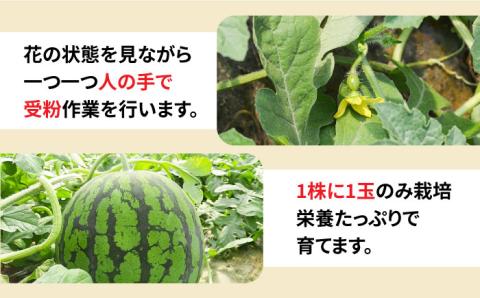 【2025年5月下旬～発送】【大玉】 スイカ 羅皇 (ラオウ) 1玉 / 果物 フルーツ らおう / 南島原市 / ふるさと企画 [SBA013]
