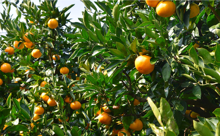 【訳あり・出荷時に一番旬なみかんをお届け！】 みかん 3kg ( 南柑・青島 など) / ミカン 蜜柑 果物 フルーツ / 南島原市 / ふるさと企画 [SBA016]